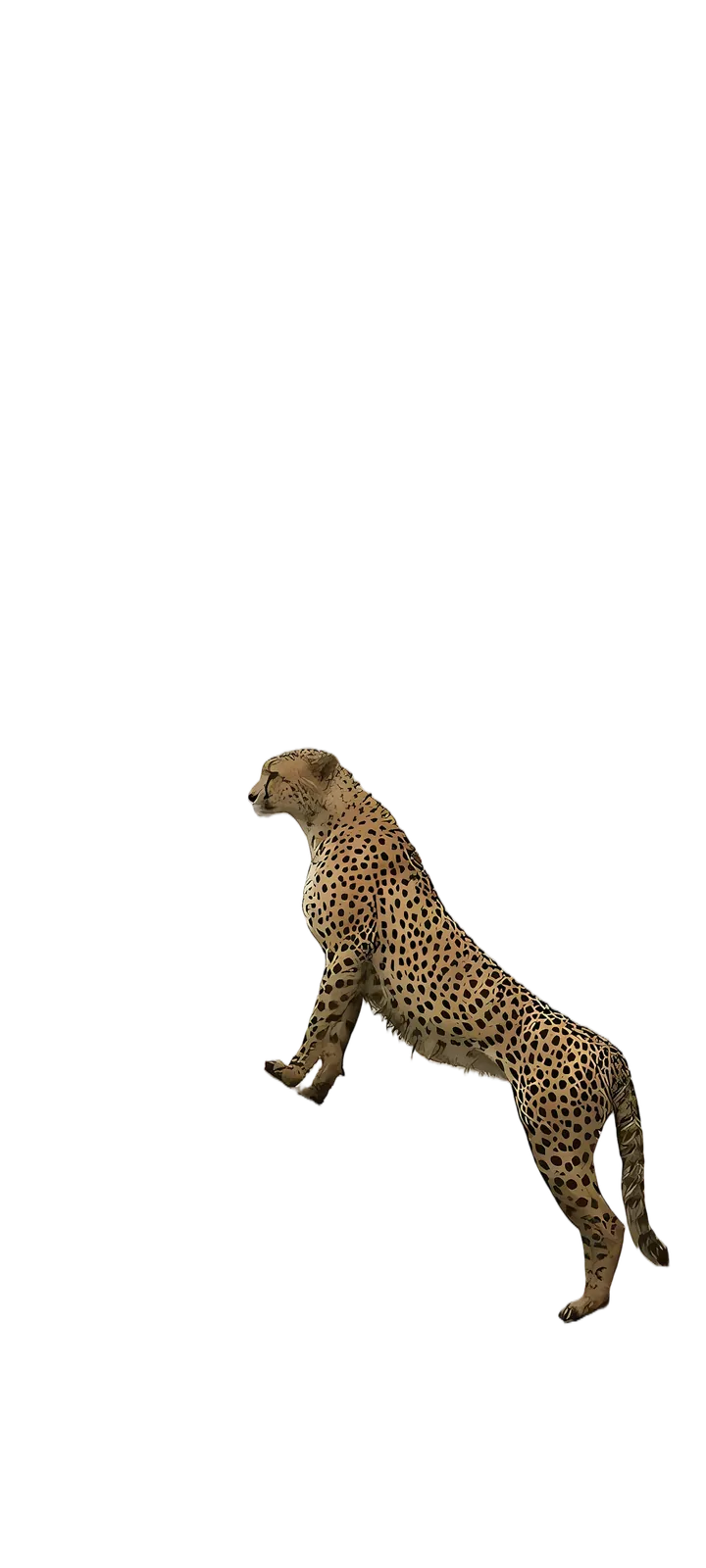 Subject layer: the cheetah cut out